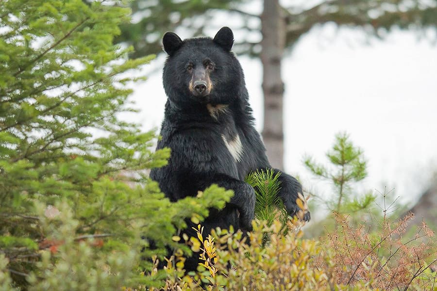 Black bear hunting in Alberta