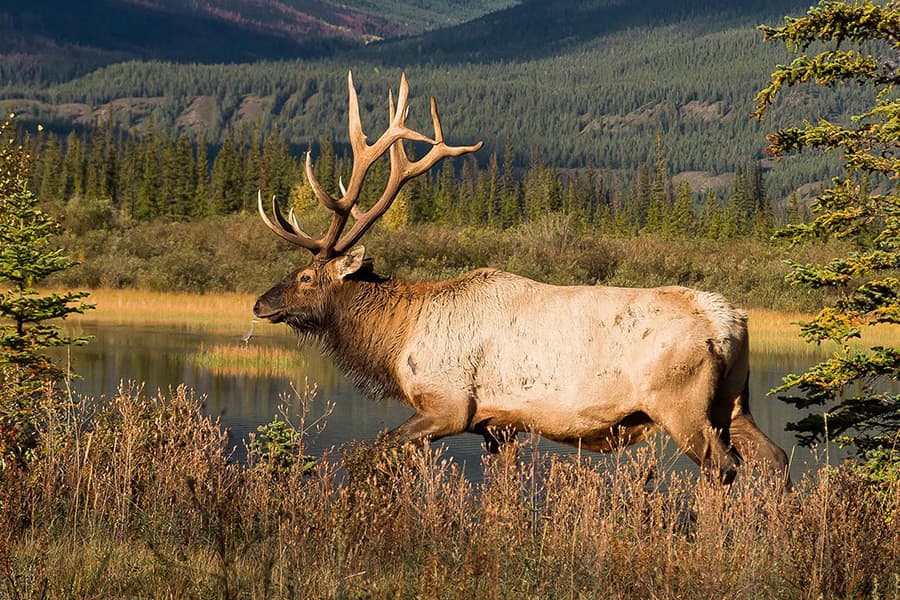 Alberta elk hunting